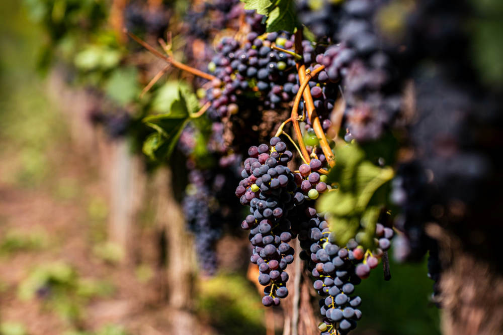 lugares-que-ver-en-tenerife_bodegas-monje